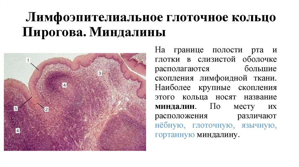 Лимфоэпителиальное глоточное кольцо Пирогова. Миндалины