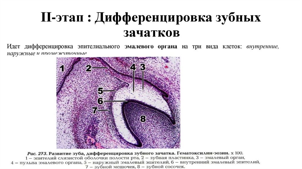 ІІ-этап : Дифференцировка зубных зачатков Идет дифференцировка эпителиального эмалевого органа на три вида клеток: внутренние,