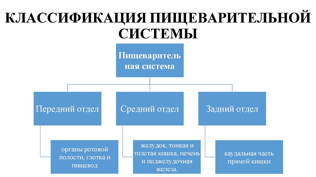 КЛАССИФИКАЦИЯ ПИЩЕВАРИТЕЛЬНОЙ СИСТЕМЫ