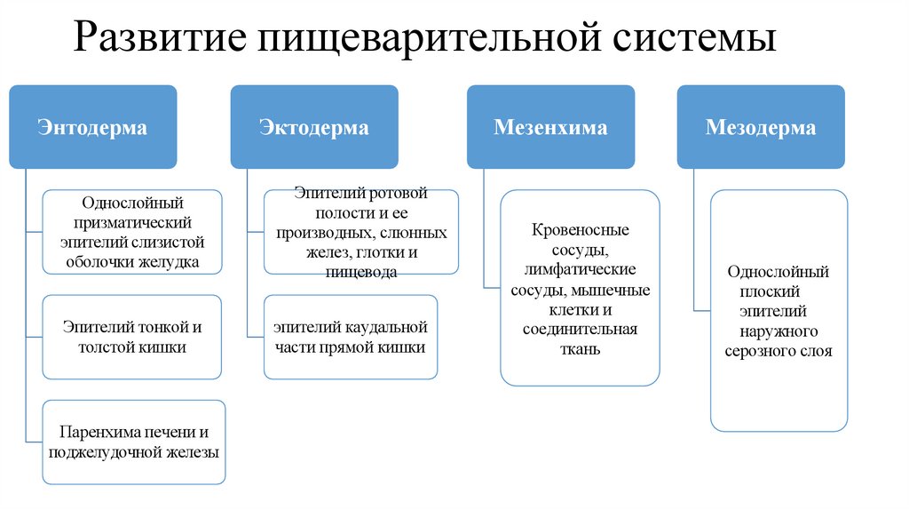 Развитие пищеварительной системы