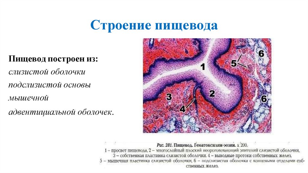 Строение пищевода