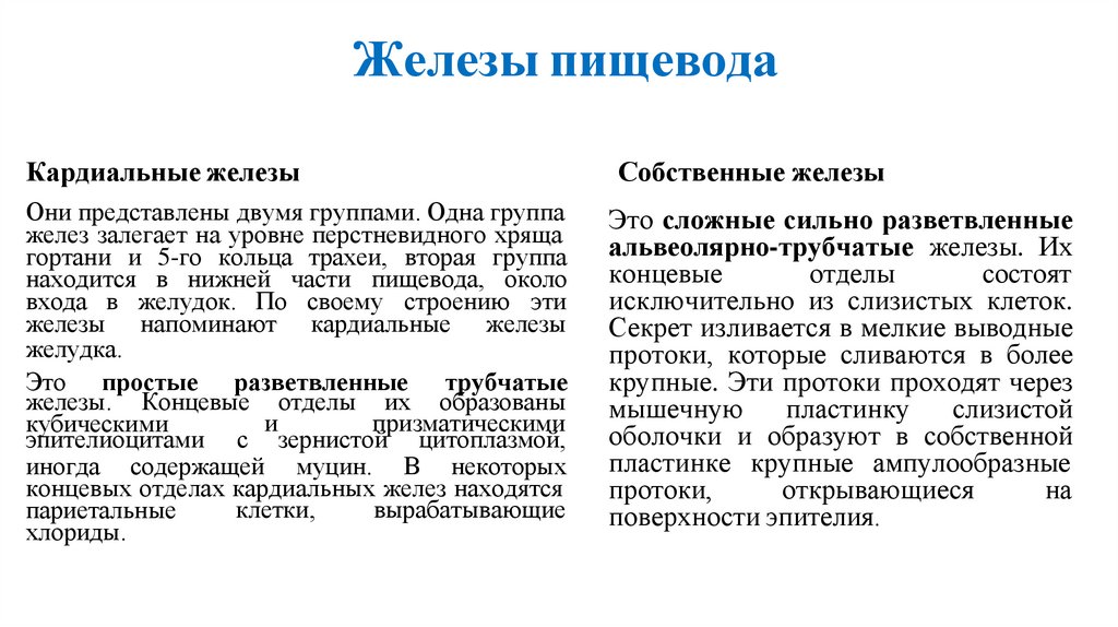 Железы пищевода