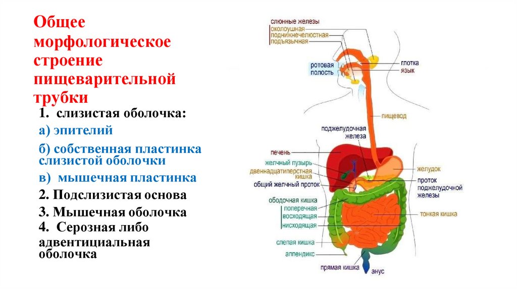Общее морфологическое строение пищеварительной трубки