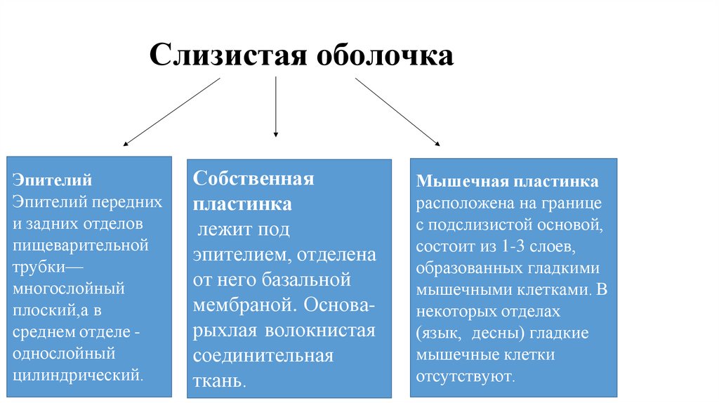 Слизистая оболочка