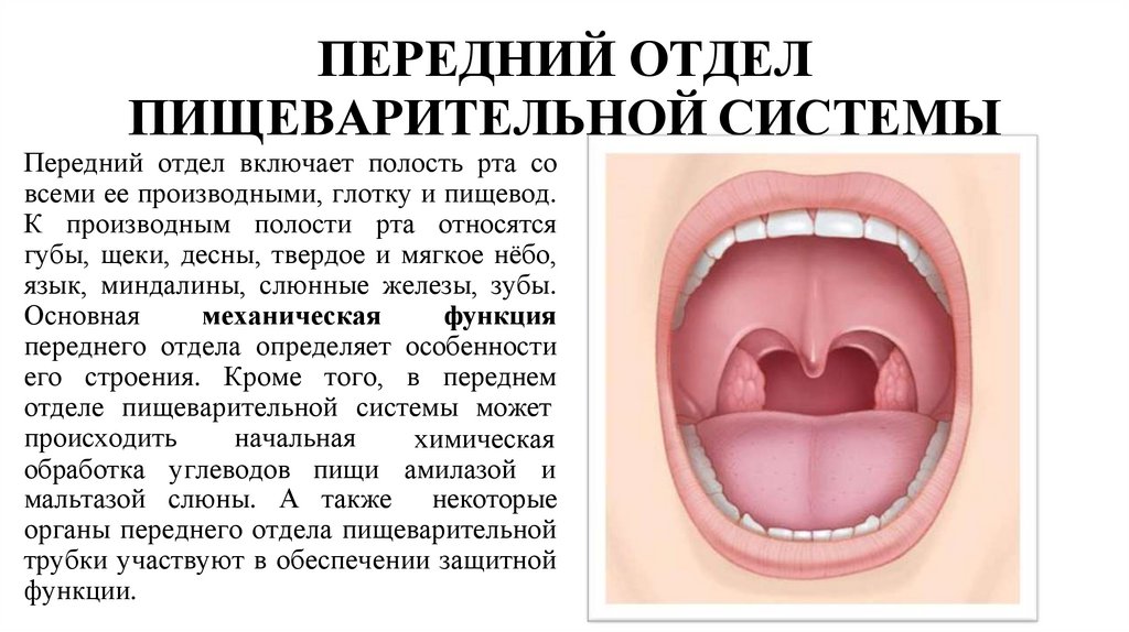 ПЕРЕДНИЙ ОТДЕЛ ПИЩЕВАРИТЕЛЬНОЙ СИСТЕМЫ