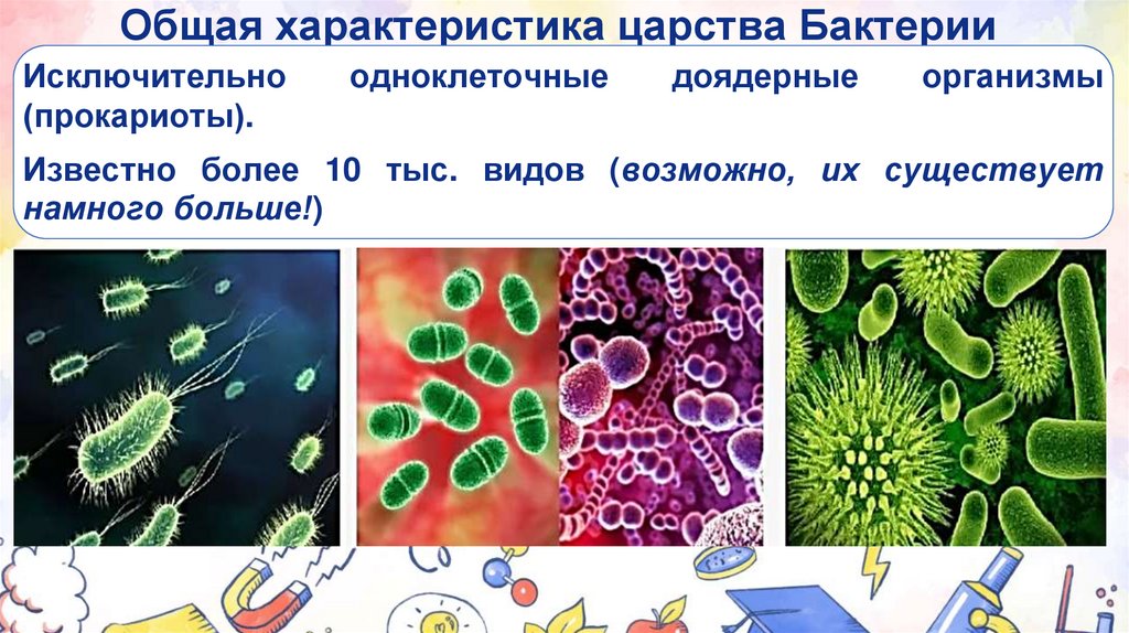 Общая характеристика царства Бактерии