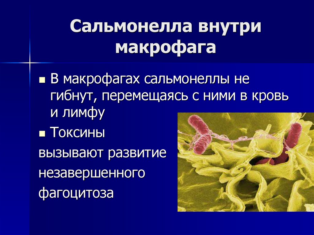 Сальмонелла внутри макрофага