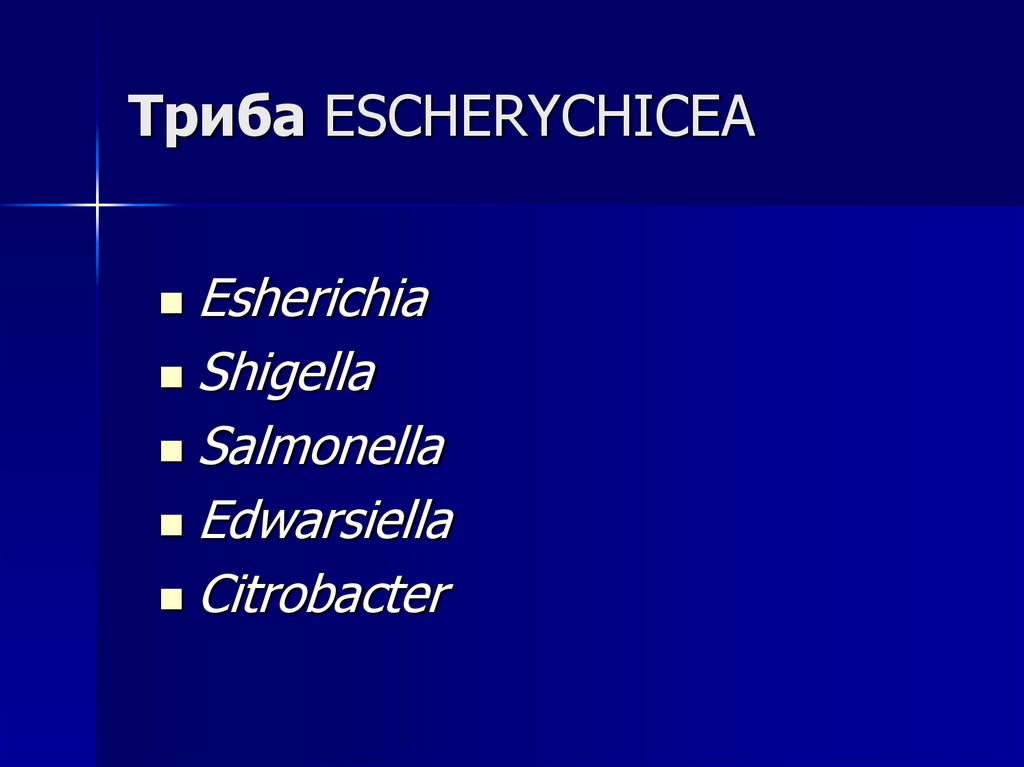 Триба ESCHERYCHICEA