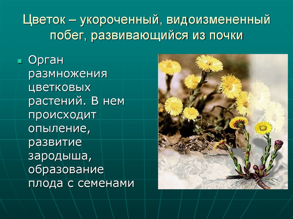 Цветок – укороченный, видоизмененный побег, развивающийся из почки