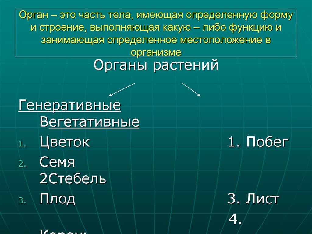 Орган – это часть тела, имеющая определенную форму и строение, выполняющая какую – либо функцию и занимающая определенное
