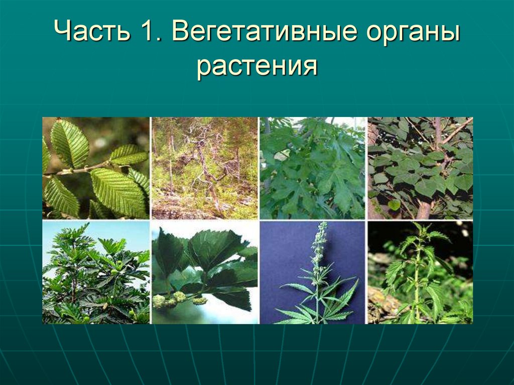 Часть 1. Вегетативные органы растения