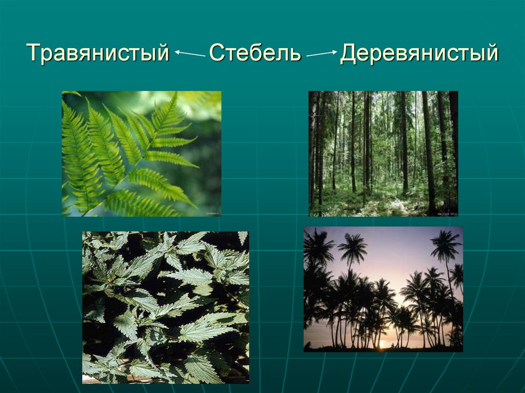 Травянистый Стебель Деревянистый