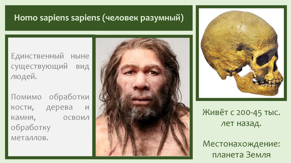 Homo sapiens sapiens (человек разумный)