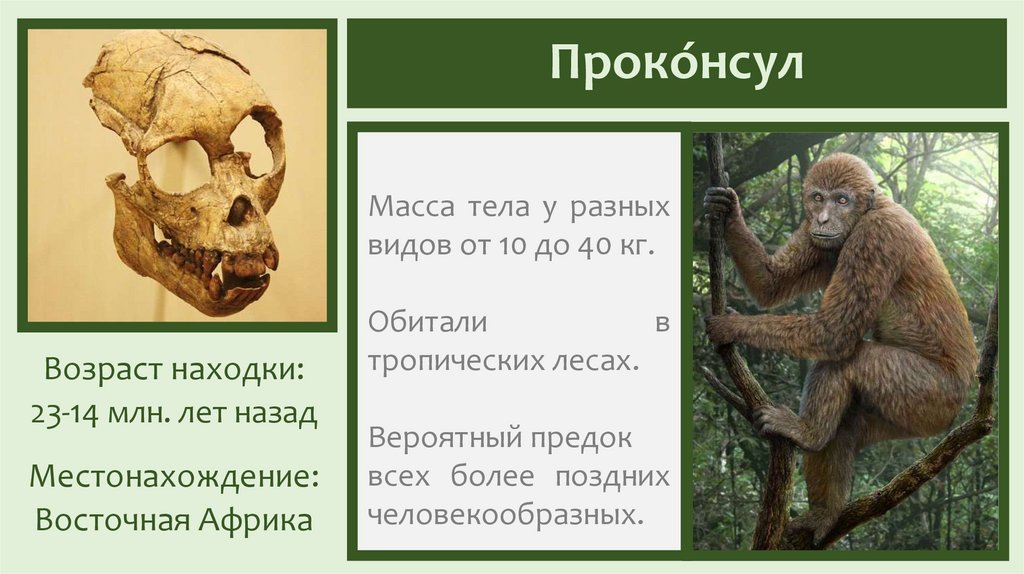 Проко́нсул