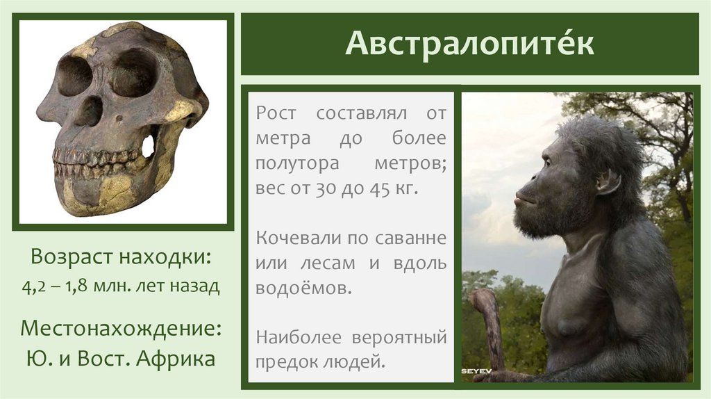 Австралопите́к