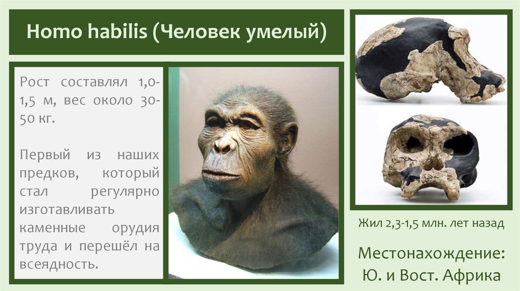 Homo habilis (Человек умелый)