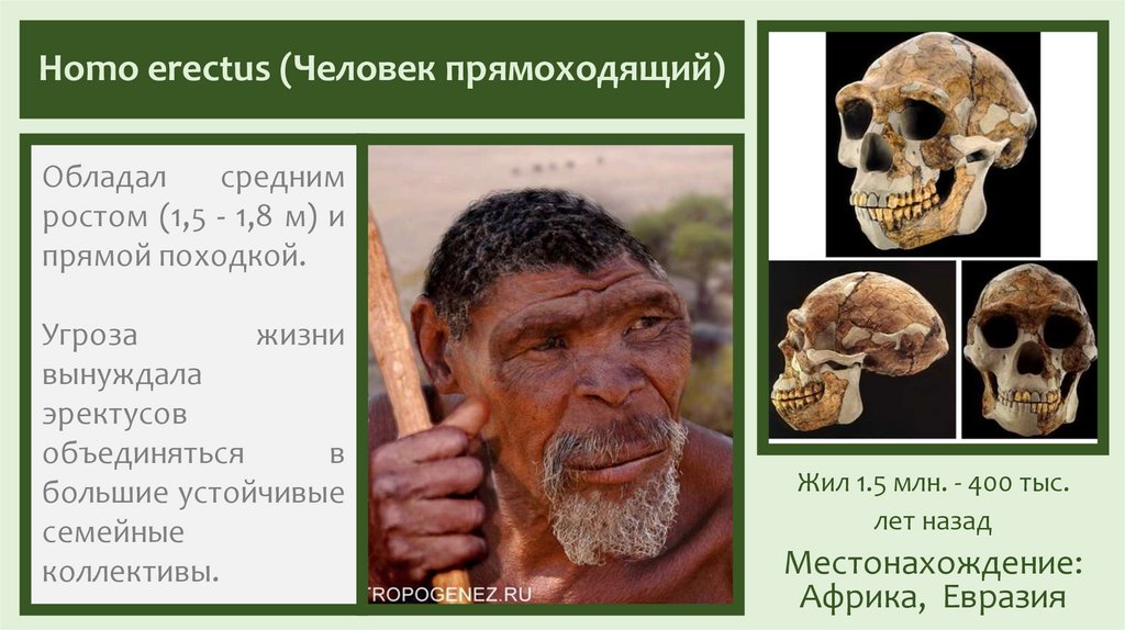 Homo erectus (Человек прямоходящий)
