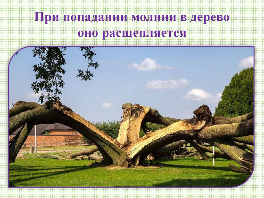 При попадании молнии в дерево оно расщепляется