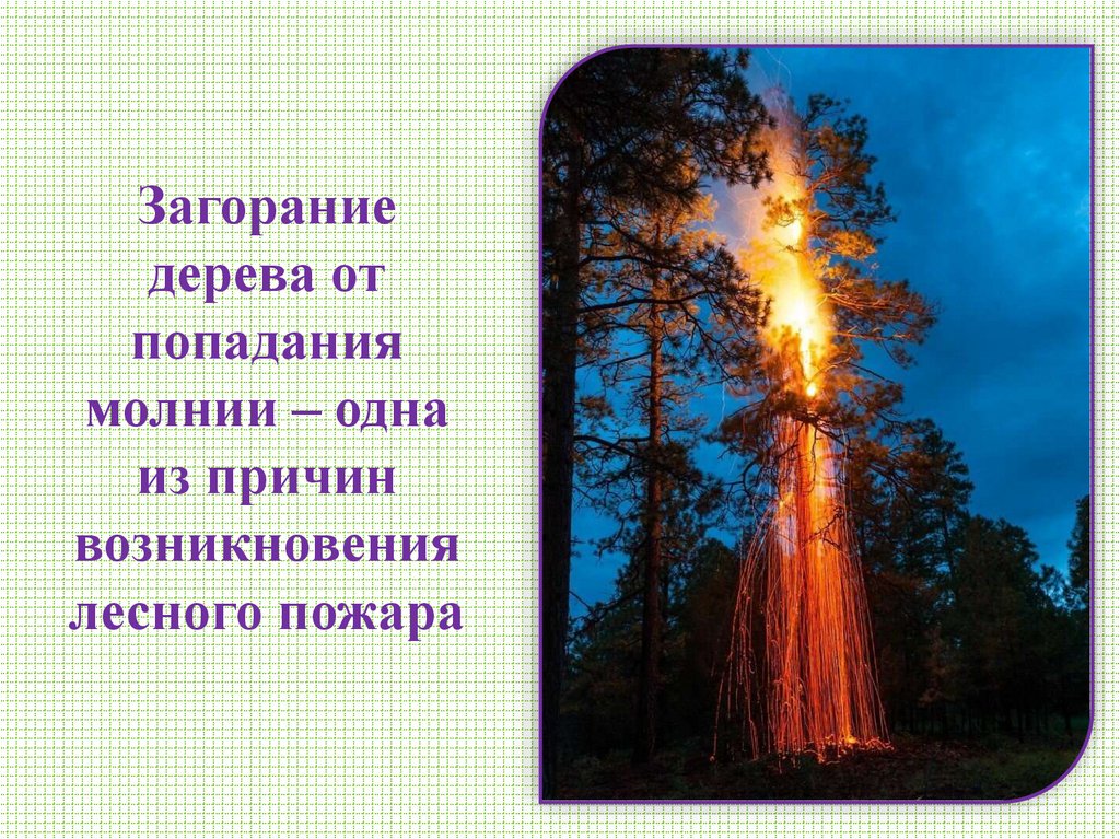 Загорание дерева от попадания молнии – одна из причин возникновения лесного пожара