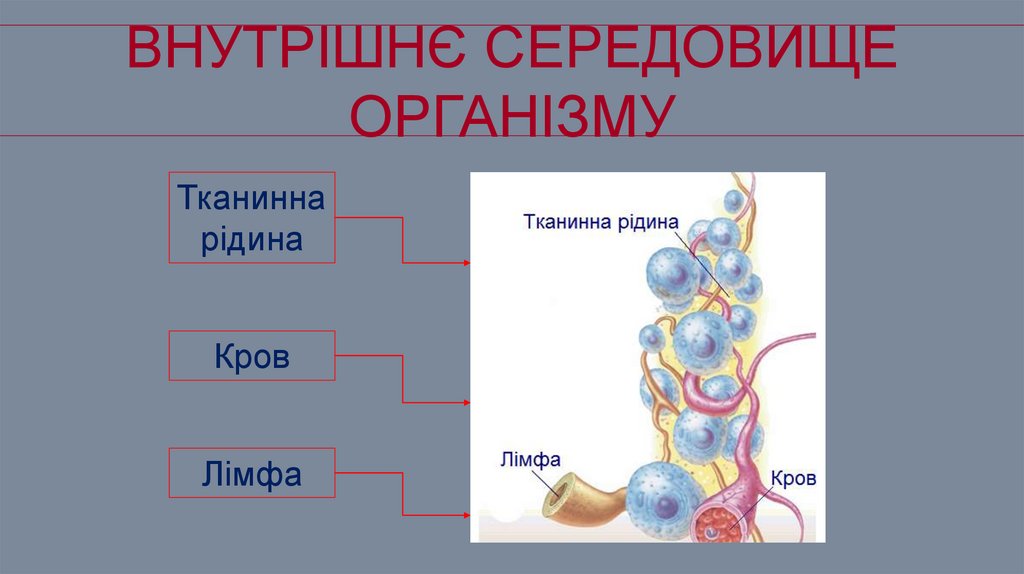 Внутрішнє середовище організму