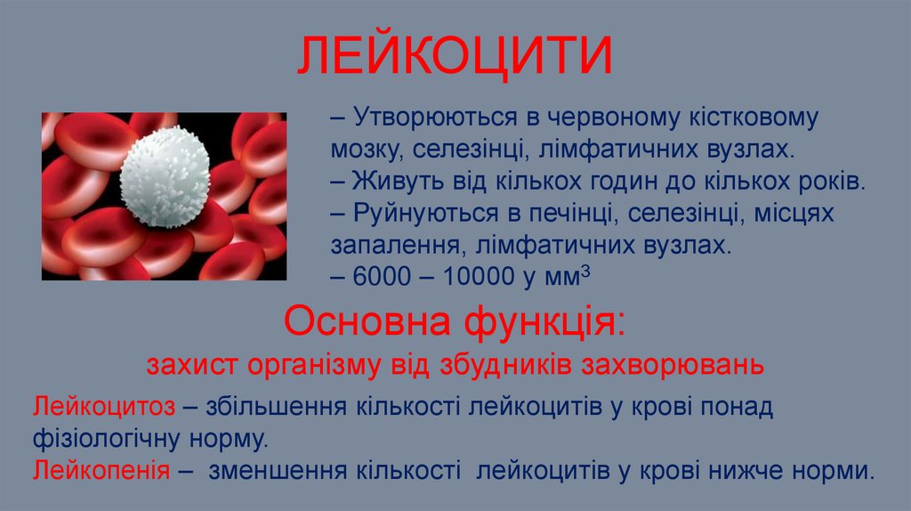 лейкоцити