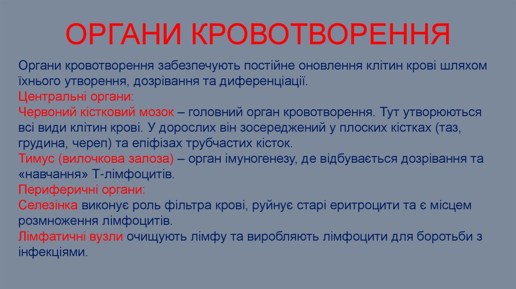 Органи кровотворення