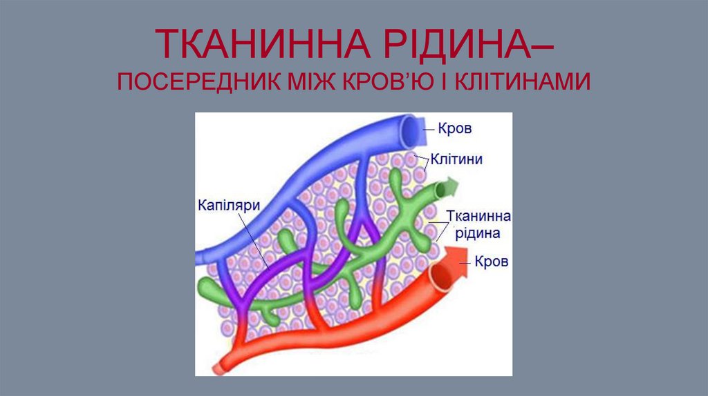 Тканинна рідина– посередник між кров’ю і клітинами