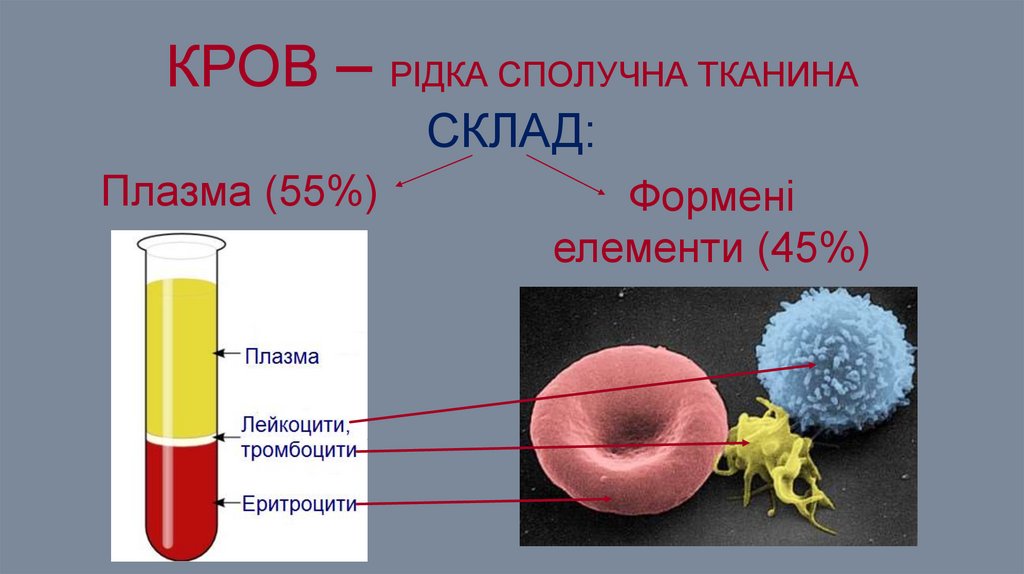 Кров – Рідка Сполучна Тканина склад:
