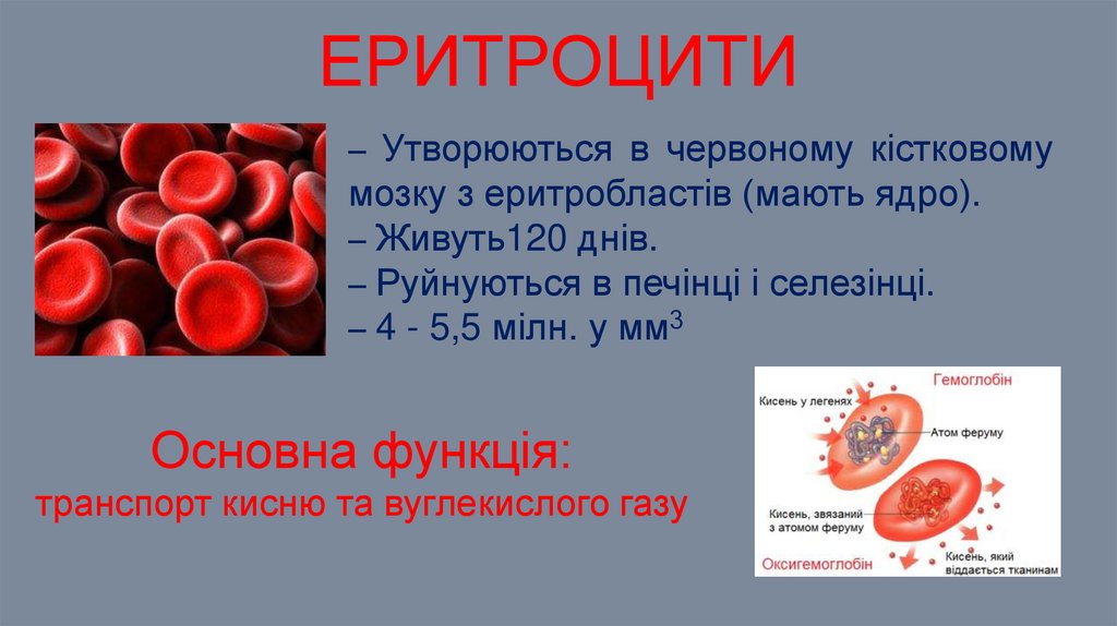 еритроцити