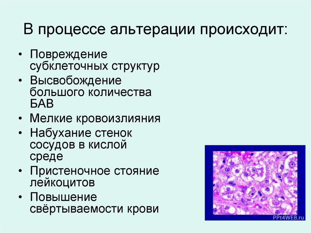 В процессе альтерации происходит: