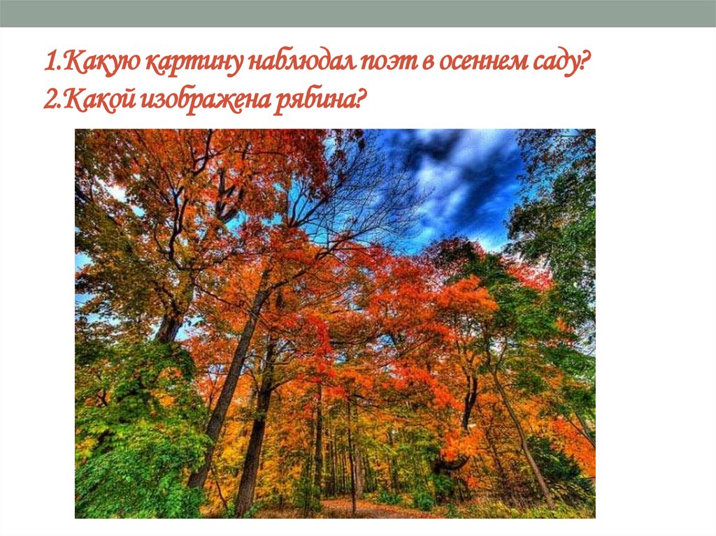 1.Какую картину наблюдал поэт в осеннем саду? 2.Какой изображена рябина?