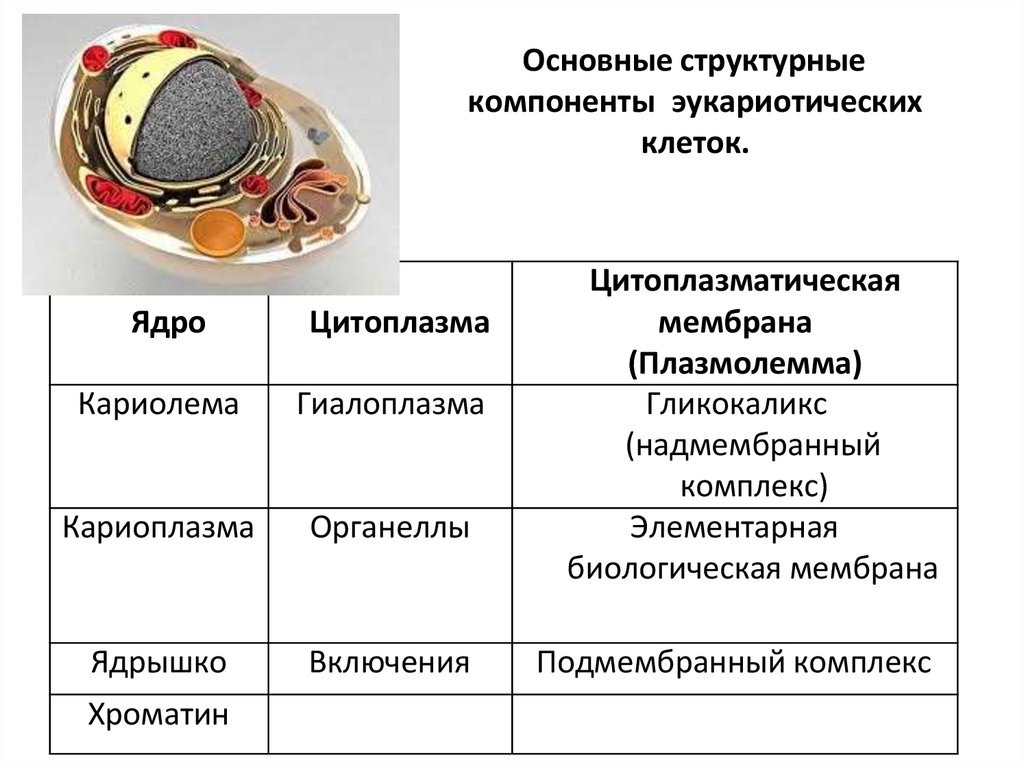 Основные структурные компоненты эукариотических клеток.