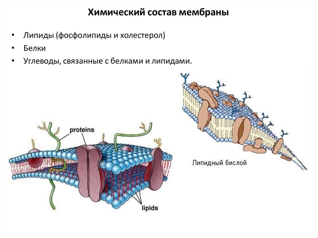Химический состав мембраны