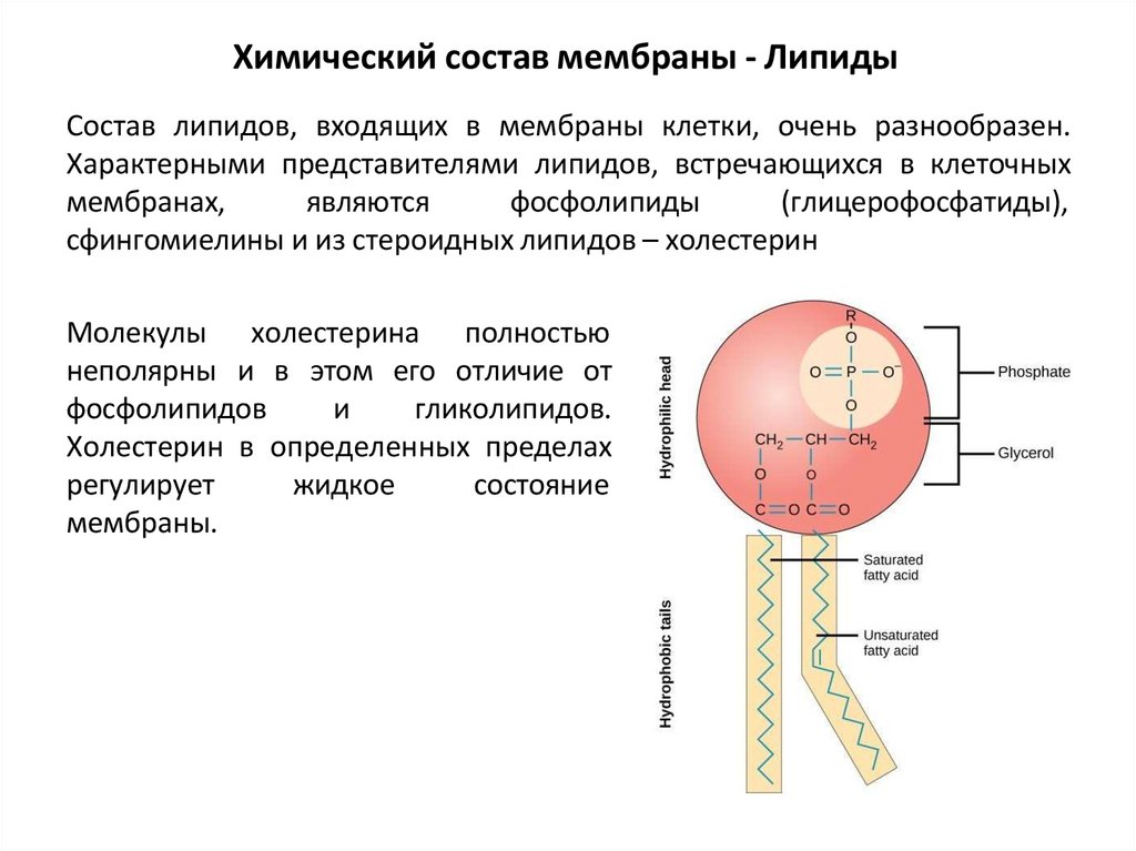 Химический состав мембраны - Липиды