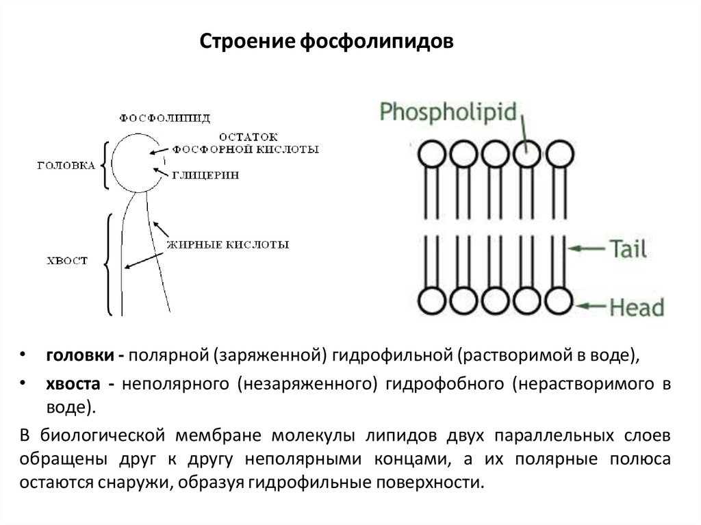 Строение фосфолипидов