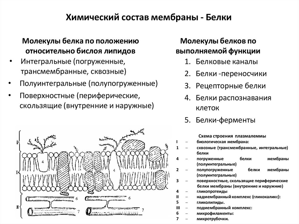 Химический состав мембраны - Белки