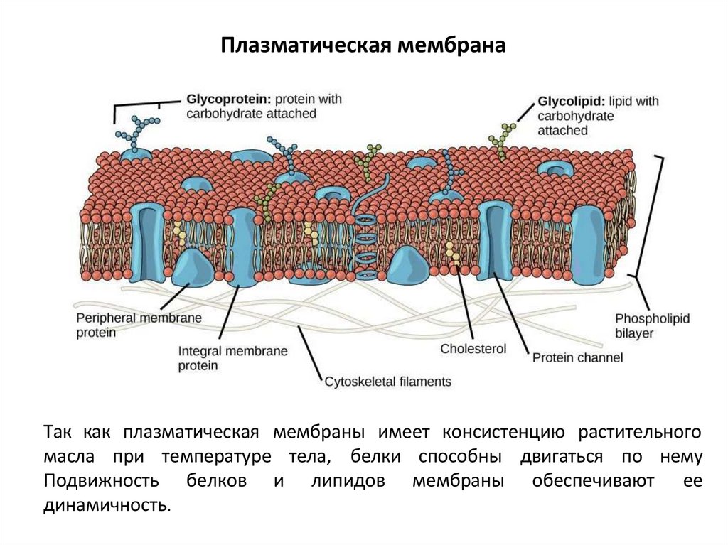 Плазматическая мембрана