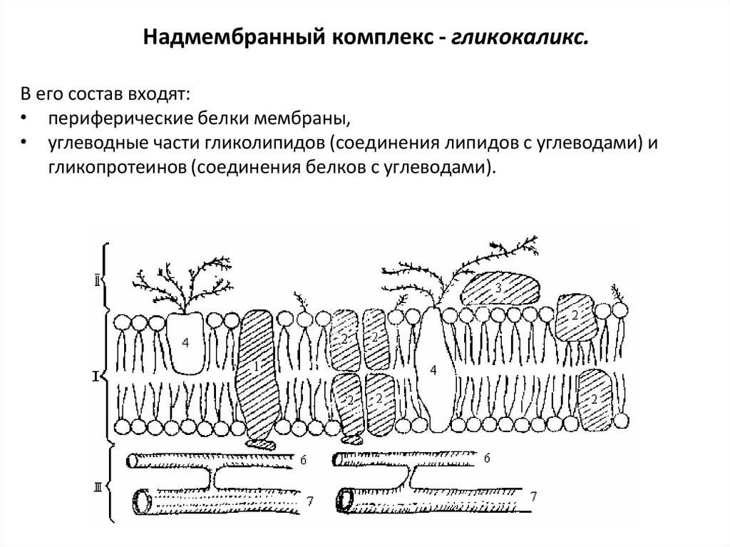 Надмембранный комплекс - гликокаликс.