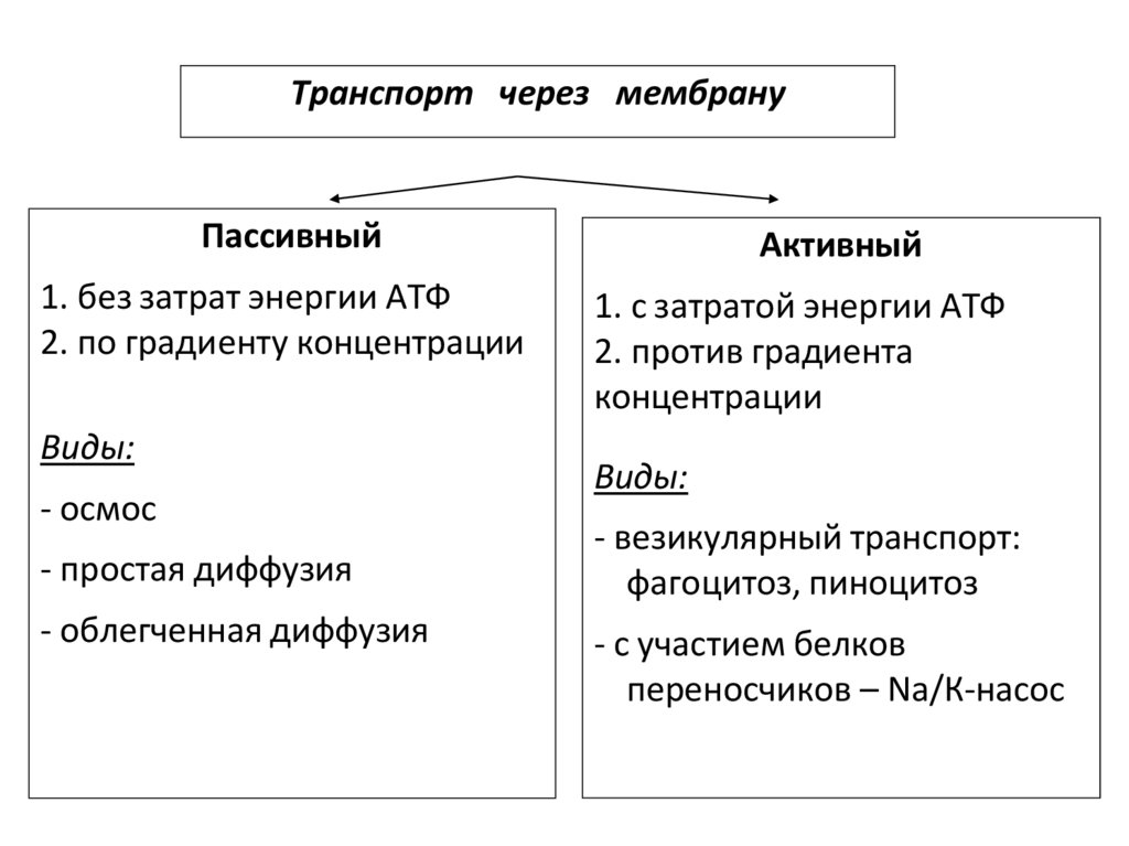 Транспорт через мембрану