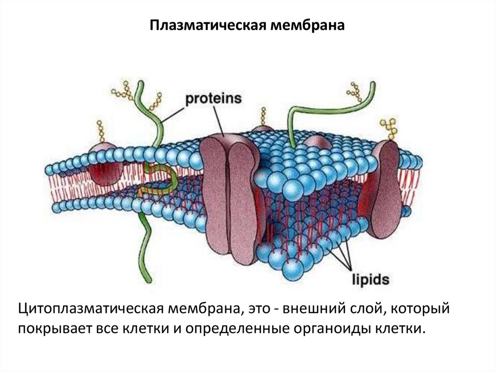 Плазматическая мембрана