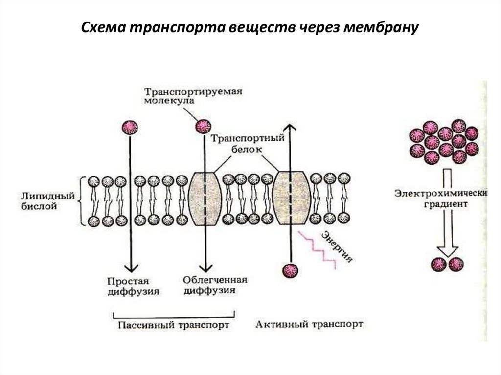Схема транспорта веществ через мембрану