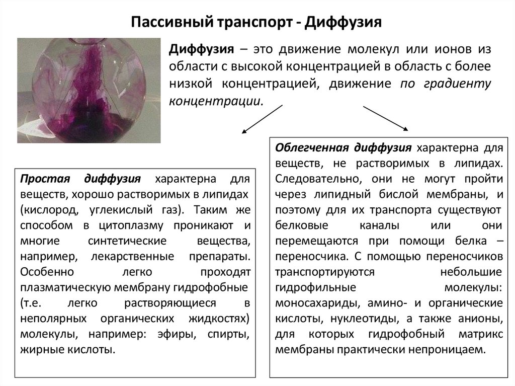 Пассивный транспорт - Диффузия