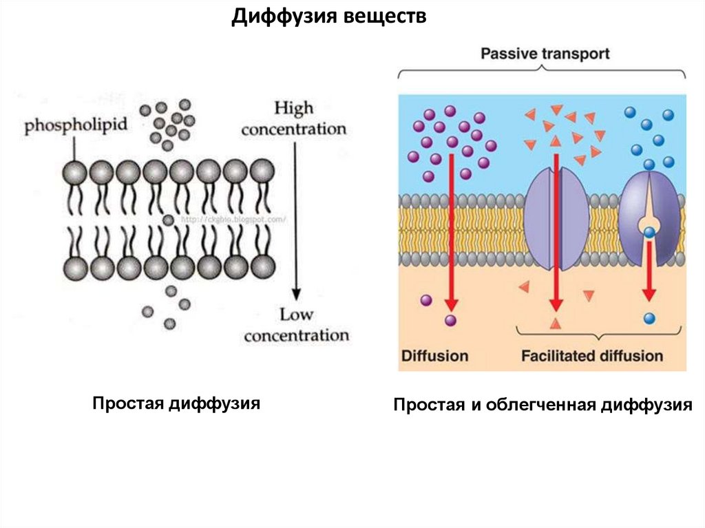 Диффузия веществ