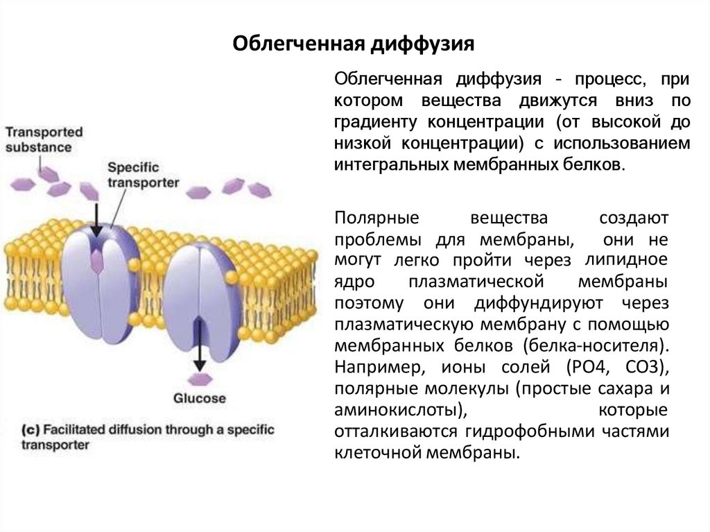 Облегченная диффузия