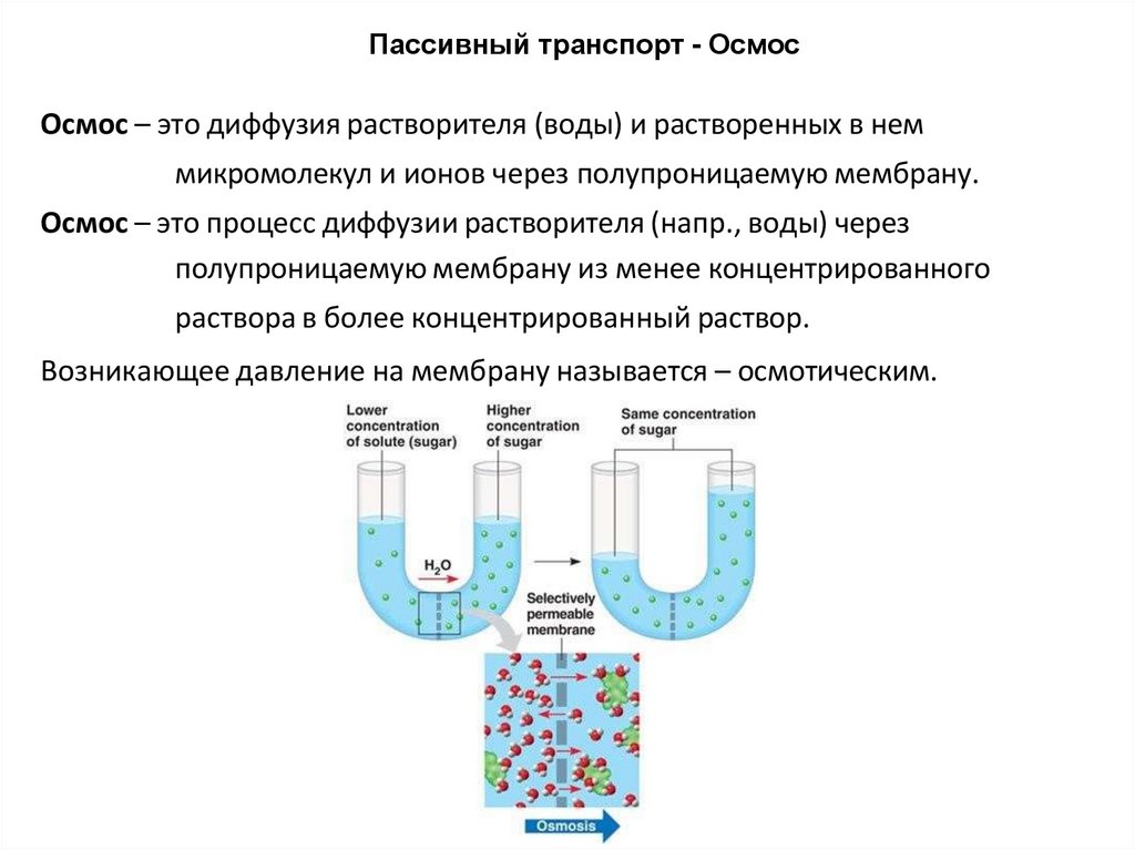 Осмос – это диффузия растворителя (воды) и растворенных в нем