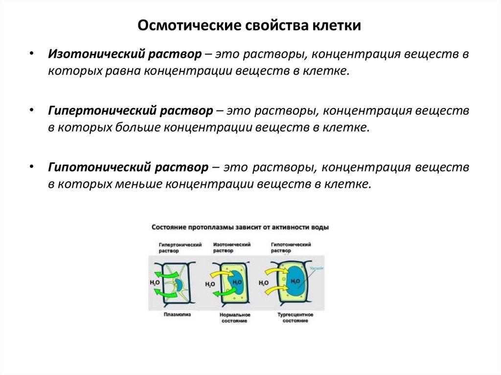 Осмотические свойства клетки