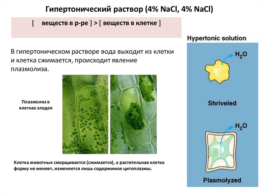 Гипертонический раствор (4% NaCl, 4% NaCl)