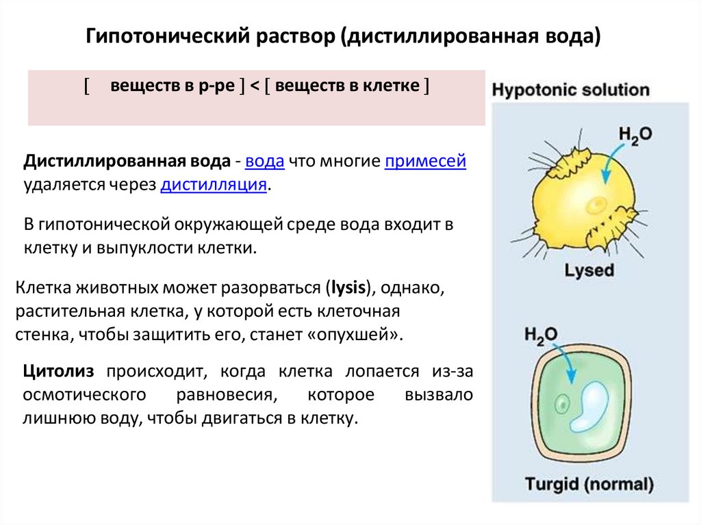Гипотонический раствор (дистиллированная вода)