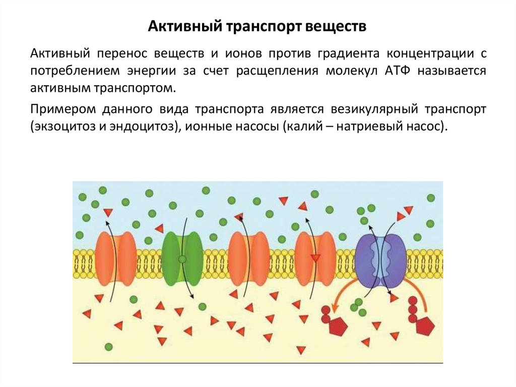 Активный транспорт веществ