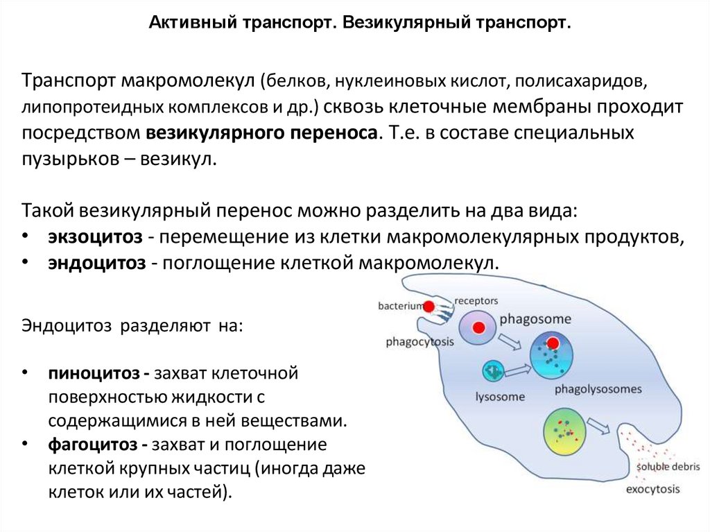Транспорт макромолекул (белков, нуклеиновых кислот, полисахаридов, липопротеидных комплексов и др.) сквозь клеточные мембраны